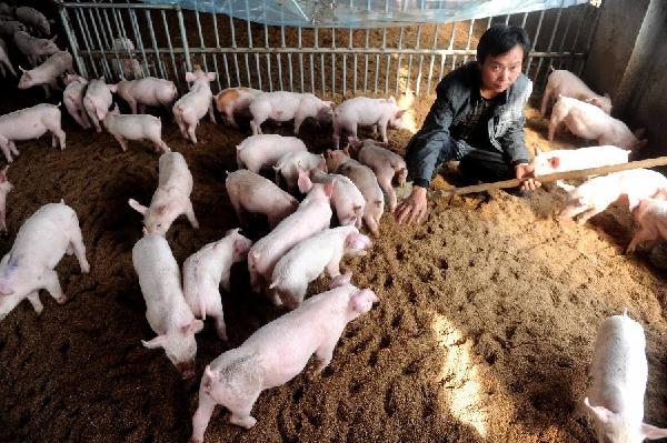 多举措促进生猪生产保障市场供应