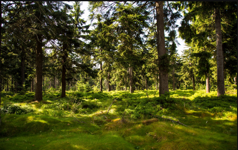 县林业局完成森林资源普查430万亩