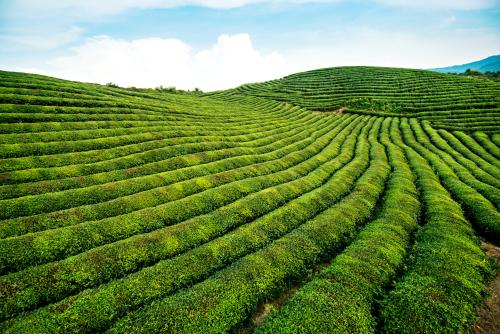 十堰将打造80万亩竹房百公里茶业长廊