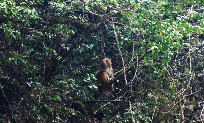 堵河源自然保护区发现猕猴林中觅食
