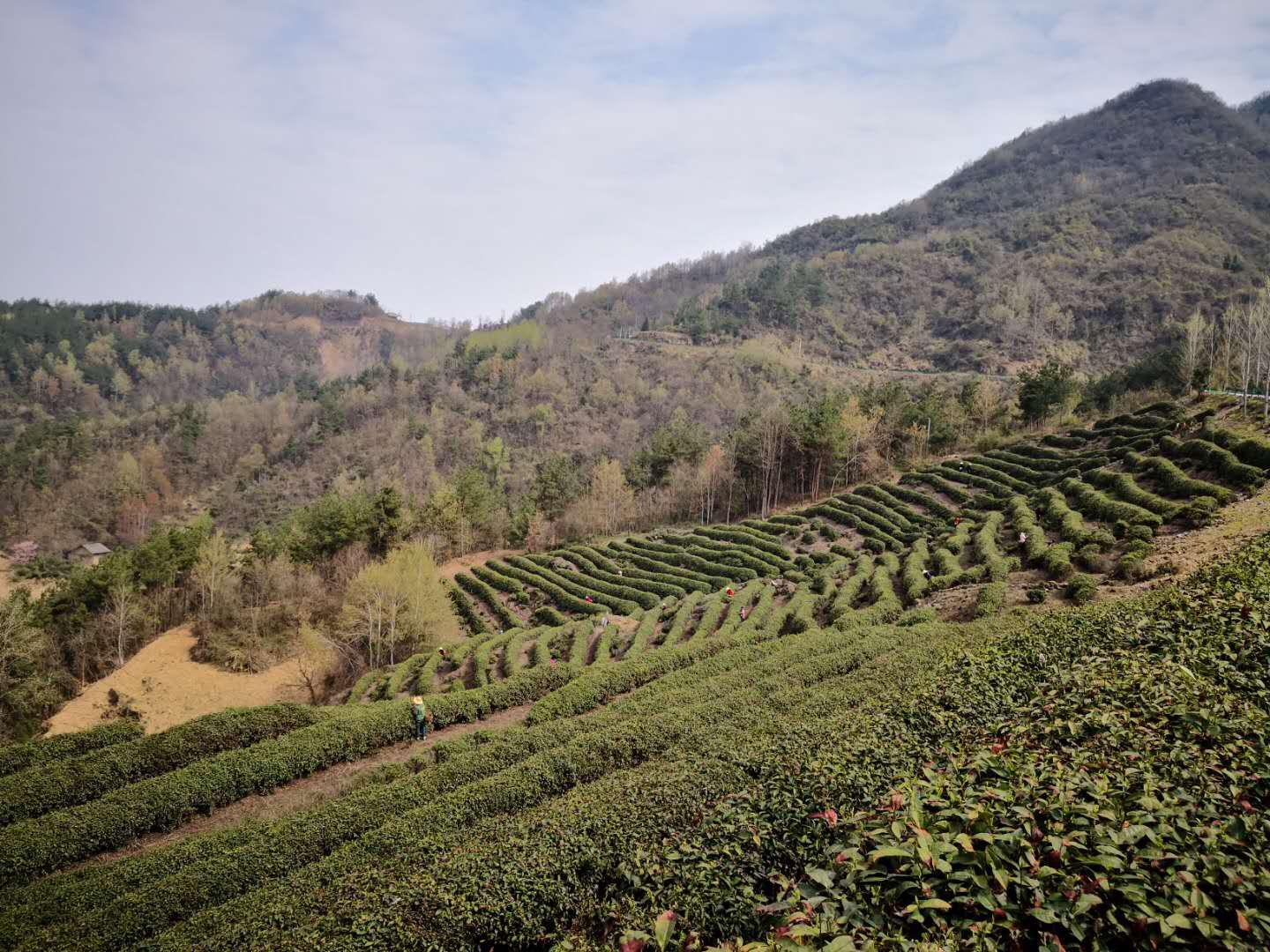 文峰乡：“五抓五促”确保茶叶产业做实做强