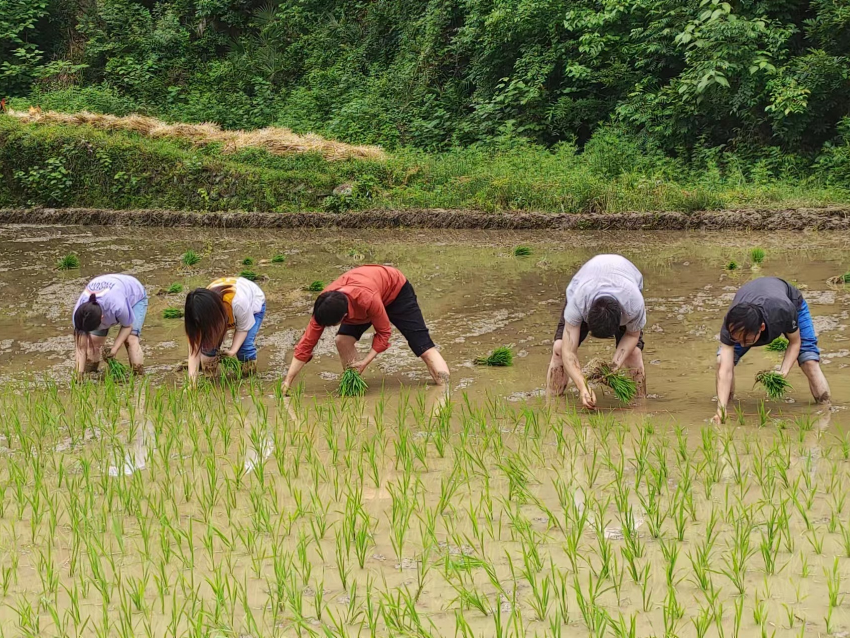 溢水镇：水稻插秧忙 农田着绿装