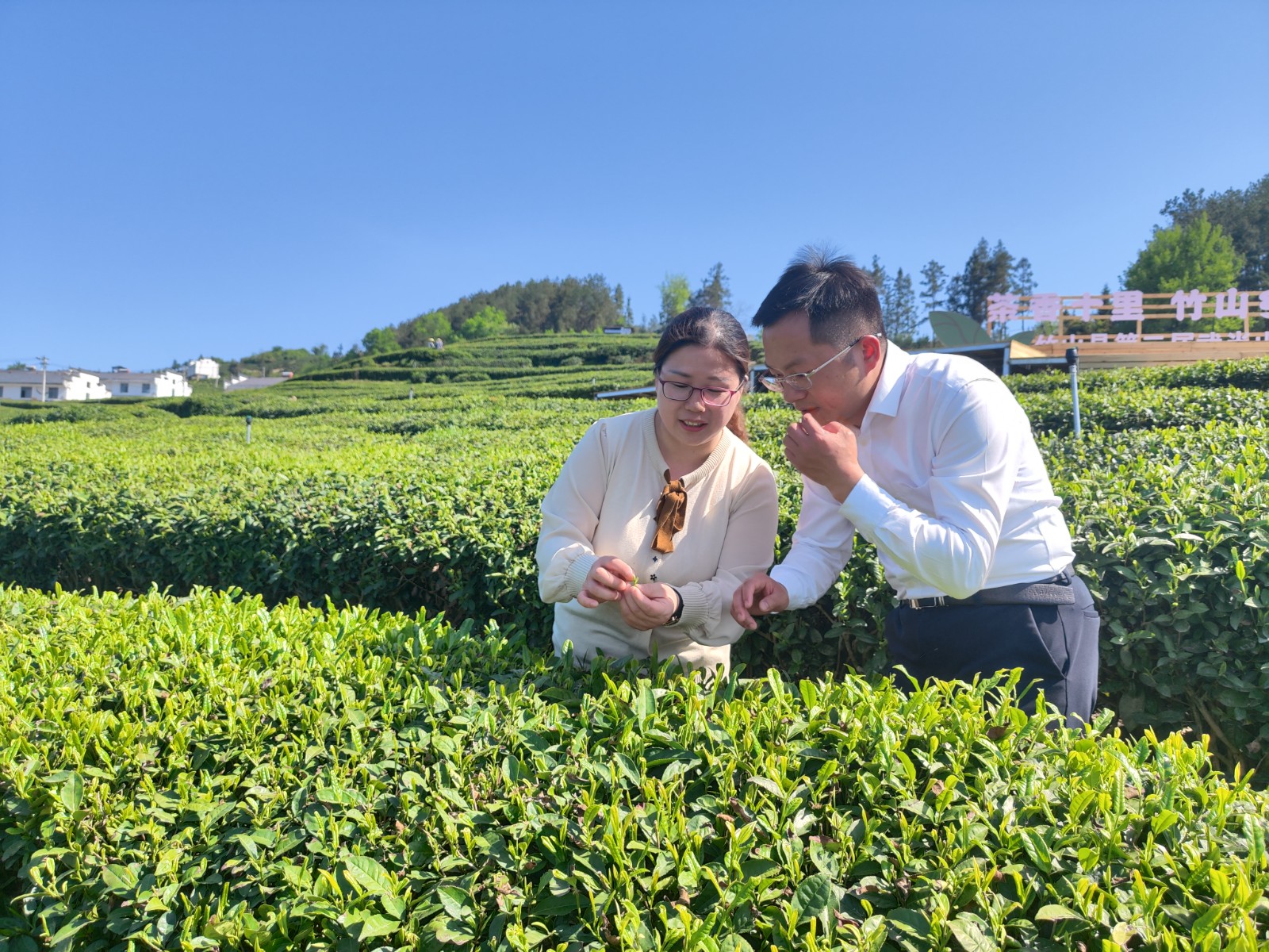 上庸镇：与茶农茶企共话 共谋茶产业发展