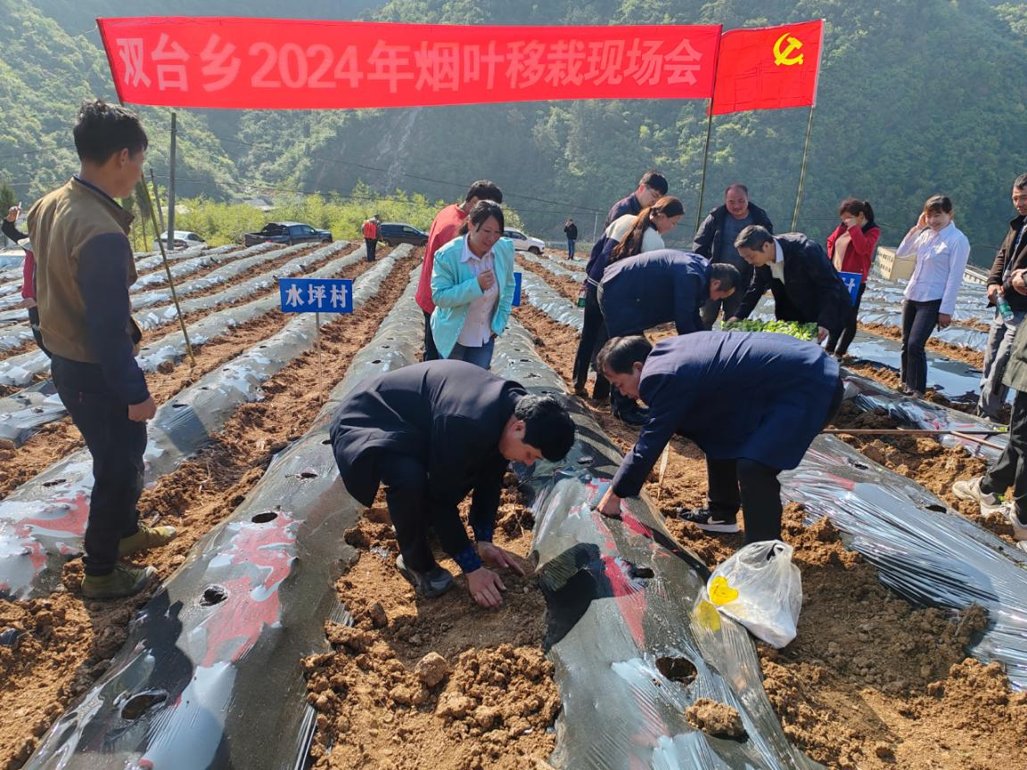 双台乡：抢抓有利天气 全力推进烟叶生产