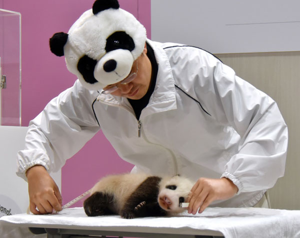 工作人员为熊猫宝宝测身长（图片来源：朝日新闻）
