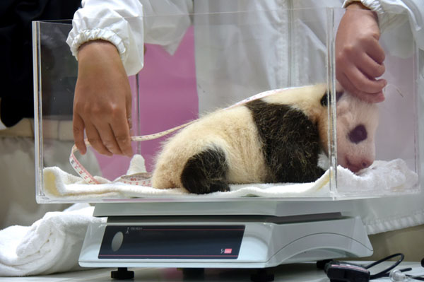 工作人员为熊猫宝宝测身长（图片来源：朝日新闻）