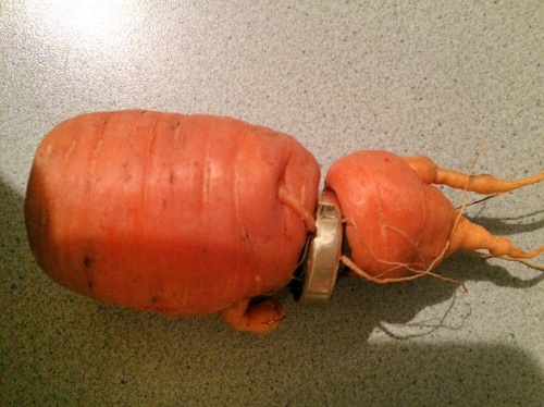 金戒指“长”在了胡萝卜上