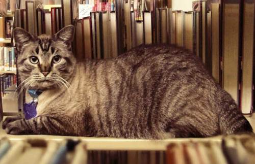 猫咪任图书馆馆长被要求开除却“笑到最后”（图）