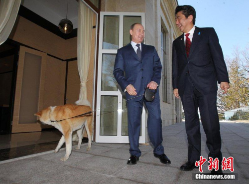 俄媒：日本拟再送普京一只秋田犬尚未获肯定答复