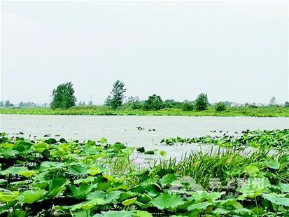 沙市内泊湖5678根水泥桩全拔了 重现水清荷香美景