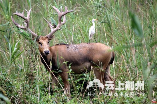 “四不像”啥样？“我是荆州代言人”向全球介绍了它