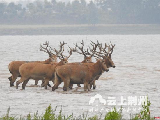 “四不像”啥样？“我是荆州代言人”向全球介绍了它