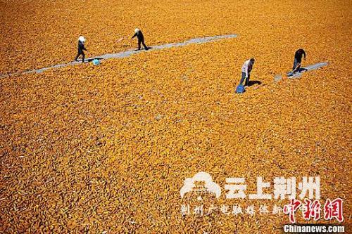 资料图：金秋九月，甘肃张掖市临泽县26.5万亩制种玉米进入收获期，金黄色成为当地田间地头的主色调。赵琳摄
