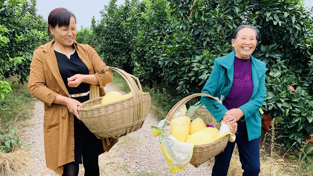 现在的杨树价格
