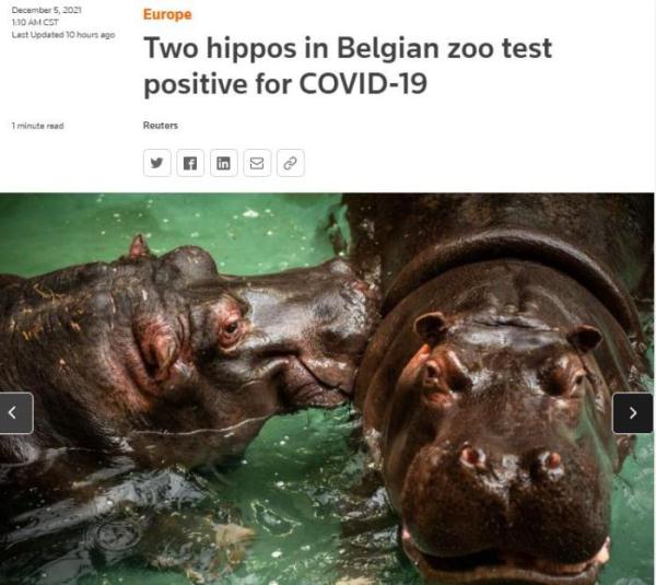 比利时动物园两只河马感染新冠 或系该物种首次确诊