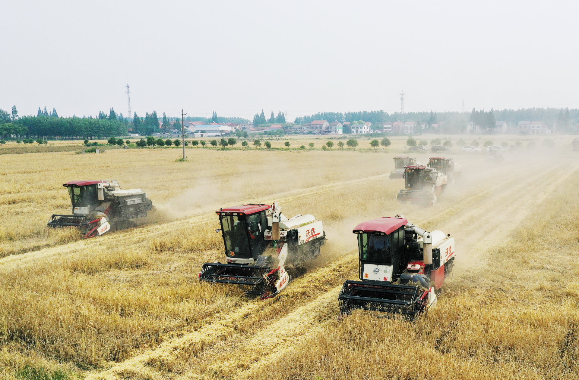 机声隆隆齐开镰 1200亩大麦被收割
