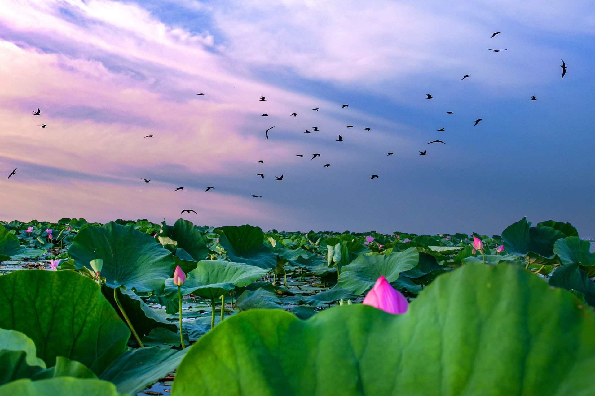 洪湖风景图片图片