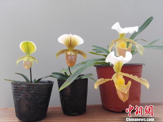 昆明植物所育成两个蔸兰新品种（图）