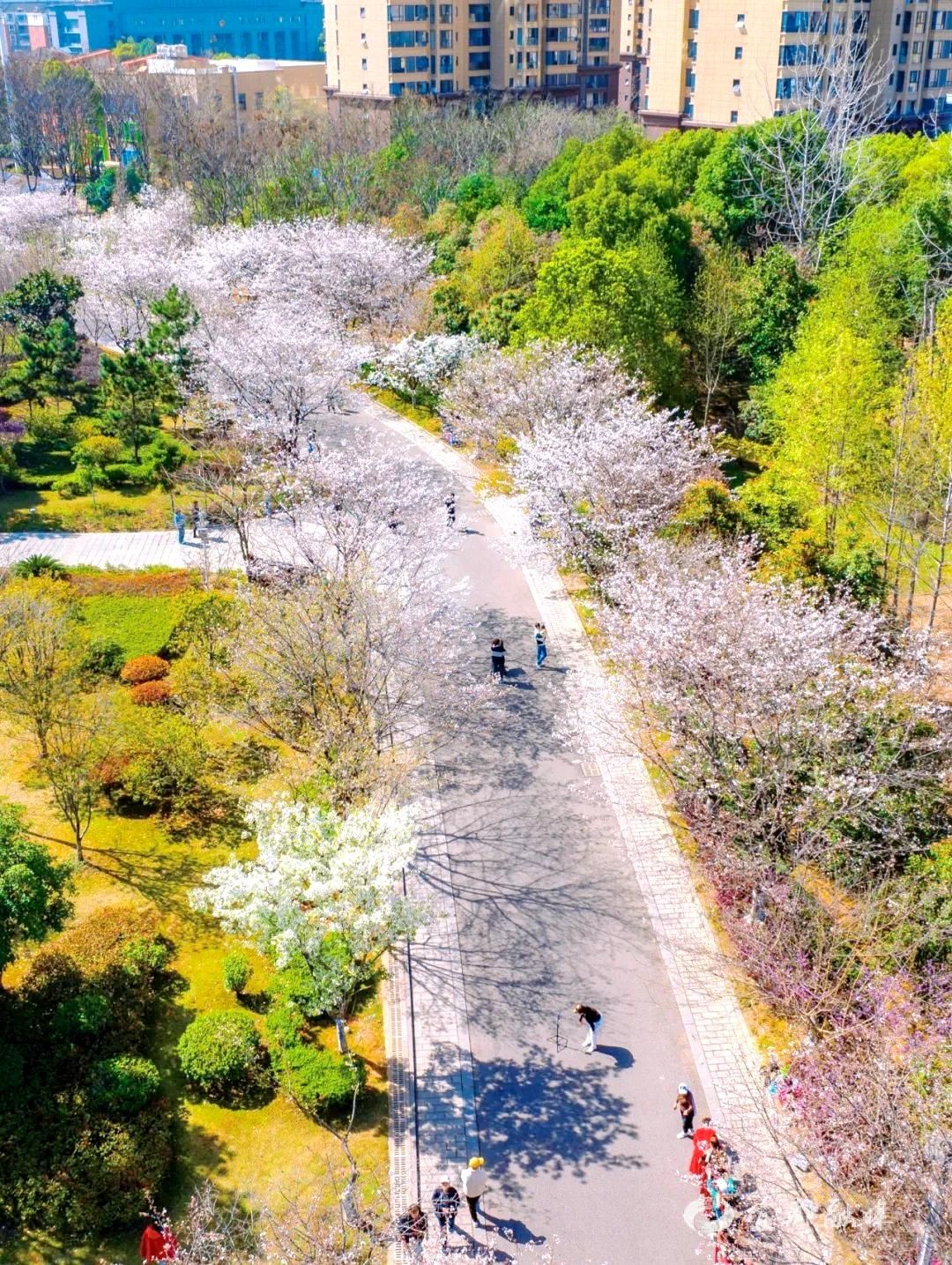 宜都文峰公园樱花图片