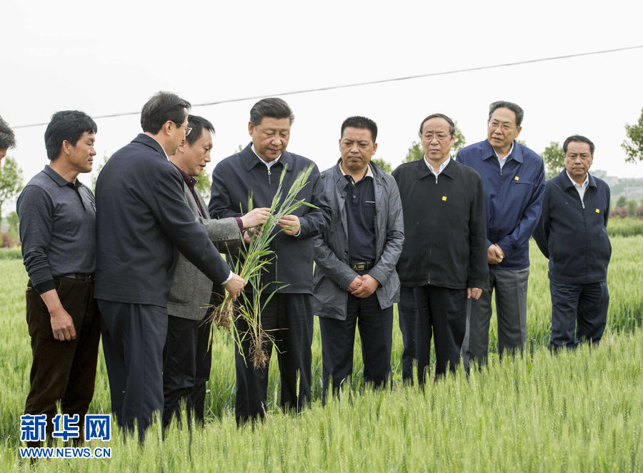 4月24日至27日，中共中央总书记、国家主席、中央军委主席习近平在安徽调研。这是4月25日下午，习近平在滁州市凤阳县小岗村察看小麦长势。 新华社记者李学仁摄