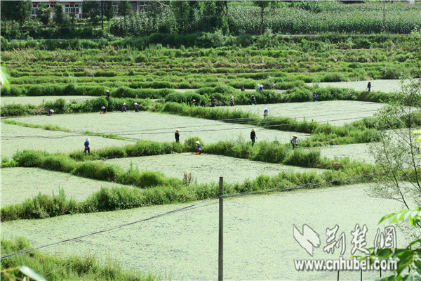 参观莼菜种植采摘基地.jpg