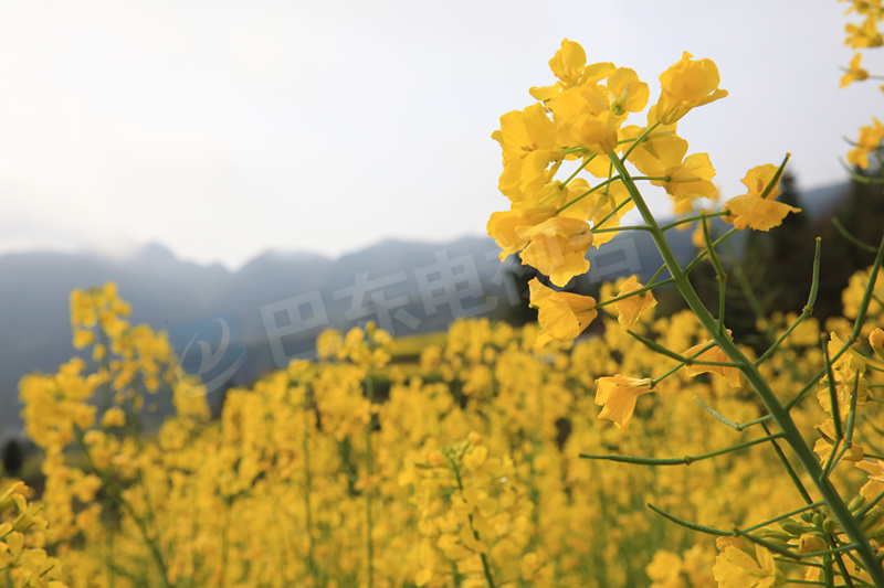 图集│春染牛洞 花漾乡情