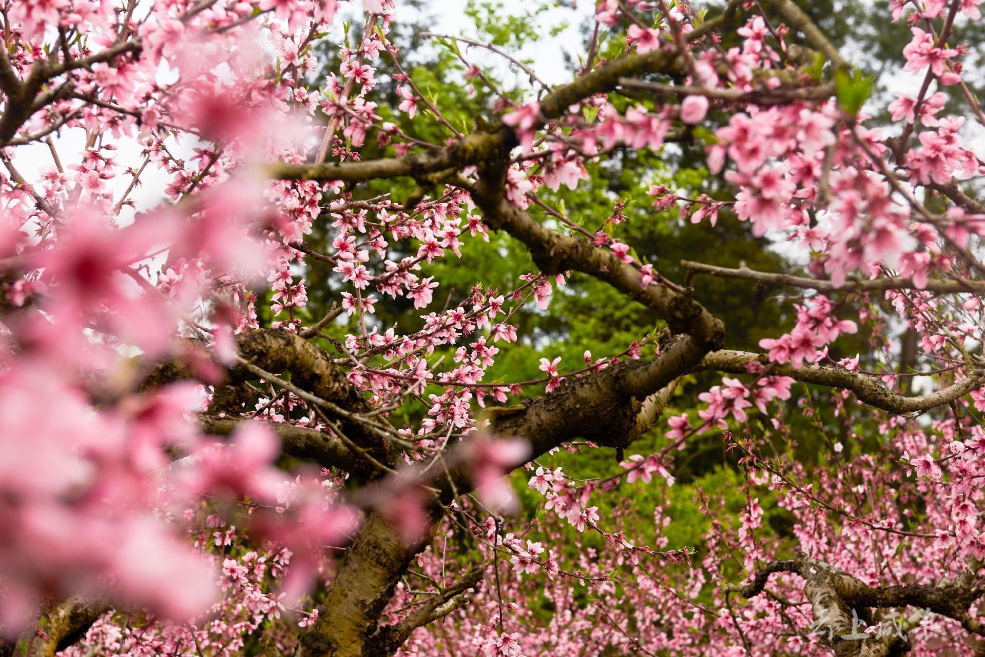 桃花的样子 壁纸风景图片