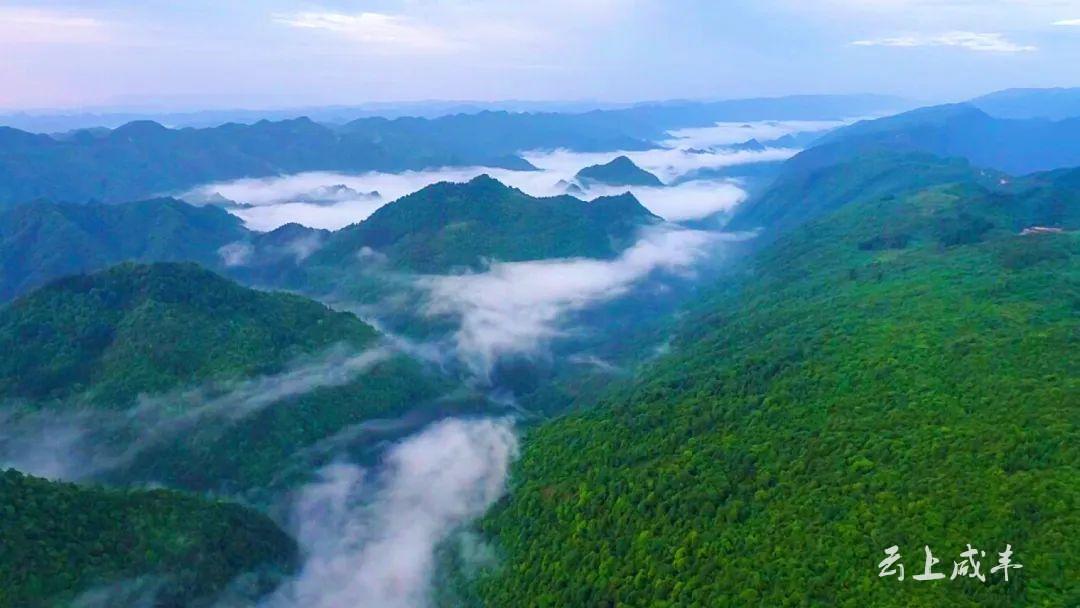 在平均海拔1300～1400米的咸丰县国有坪坝营林场,这里的森林覆盖率