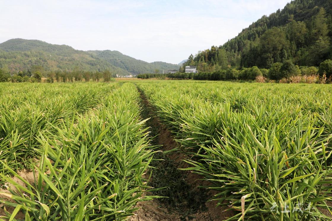 咸丰种植大户:烟 姜轮作种植 一年喜获双金