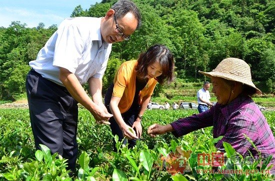 习覃到晓关调研烟叶生产及易地扶贫搬迁工作