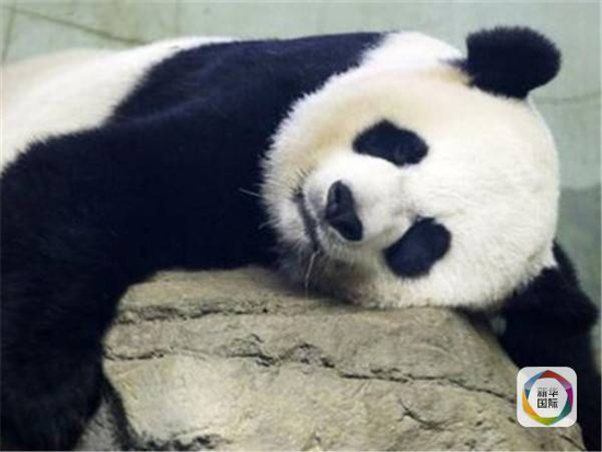 国际FUN|胖达天生是“网红”！这几只熊猫是外媒的心头好-新华网