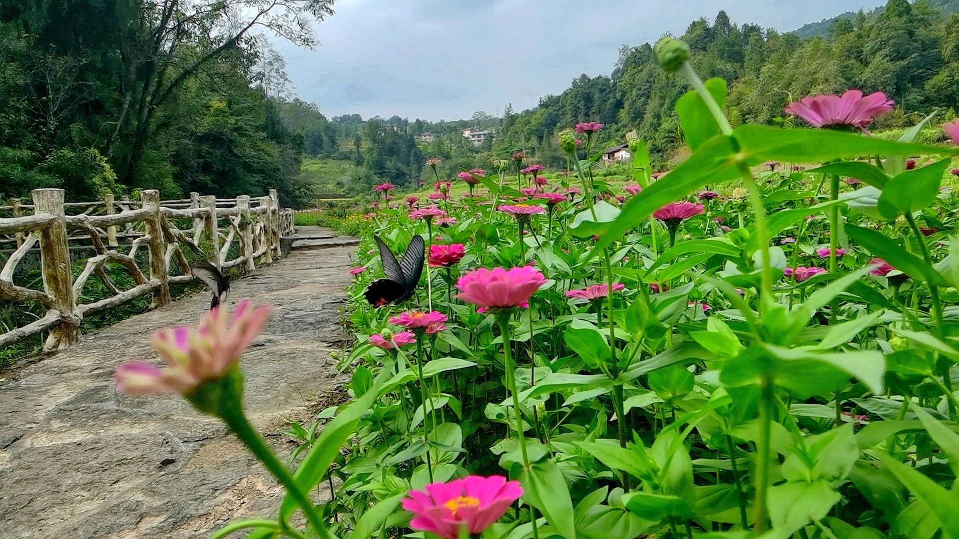 来凤县杨梅古寨景区花海初开即将开启惊艳模式