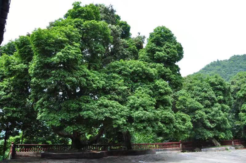 千年杨梅树图片