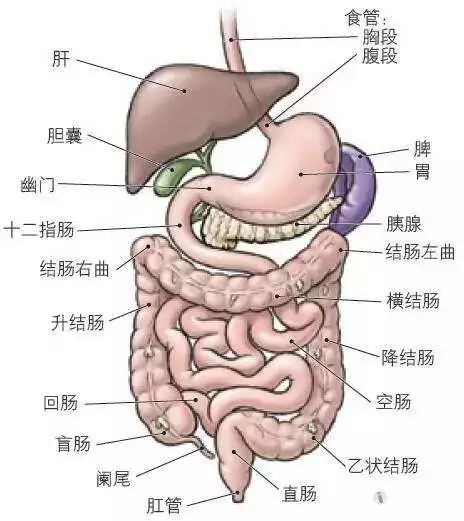 肚子痛来医院看医生先回忆一下殊不