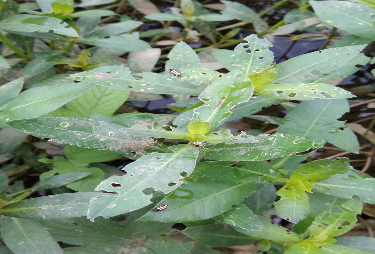 水花生叶甲虫图片