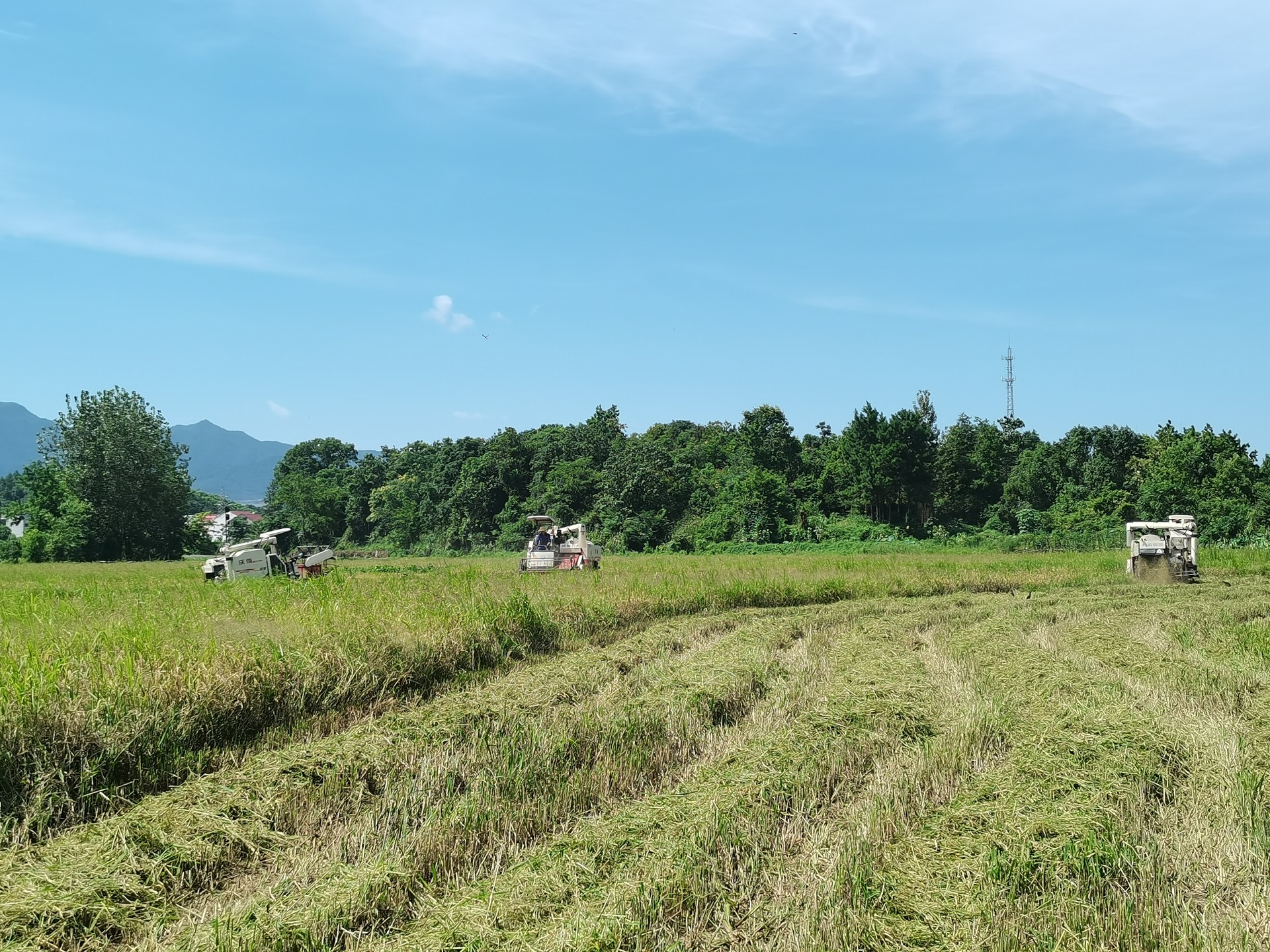 7月23日,天气晴好,在陈贵镇余洪村黄志湾门口大畈,金黄的稻田一望无垠