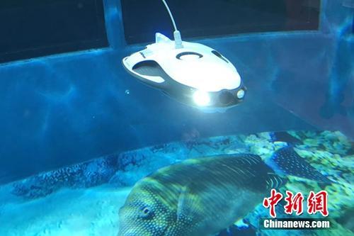 资料图：一款和鳐鱼外形相像的水中机器人。<a target='_blank' href='http://www.chinanews.com/' >中新网</a> 吴涛 摄