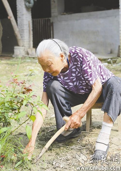 图为：向永秀在菜地除草