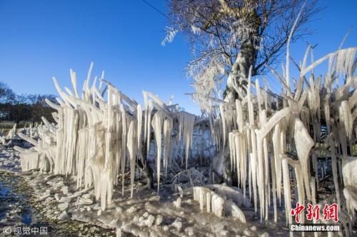 (图六)资料图：受风暴“埃莉诺”影响，英国多地大雪降温，气温达到零下10℃。在苏格兰地区，甚至出现了冰冻植物的景观。 图片来源：视觉中国