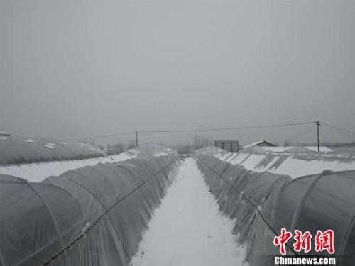 资料图：湖北红安县，持续低温雨雪天气易造成蔬菜等农作物受冻或生长缓慢。　孙勇 摄