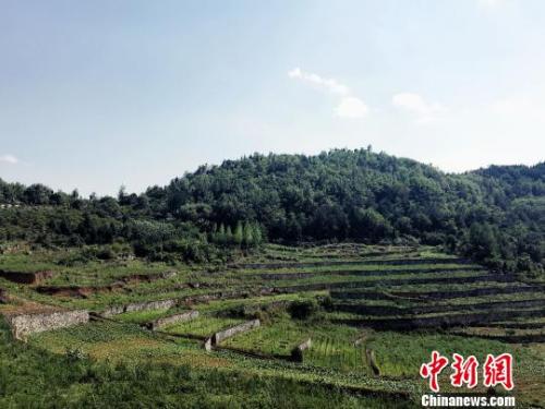 资料图：贵州黔西土地生态整治后，提高了生态经济效益和社会经济持续发展能力。　杨云 摄