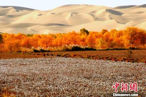 资料图：新疆兵团第二师三十三团持续植树造林改善生态环境，防止农田遭受风沙侵袭。　胡俊建 摄