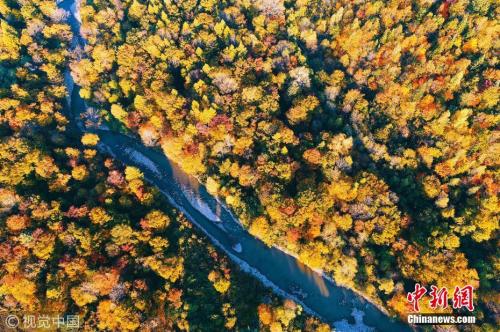 资料图：吉林省长白山林区，老白山风景区茂密秋季森林林海，五彩山林风景。 图片来源：视觉中国