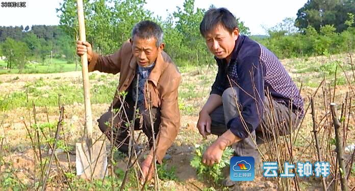 花椒苗哪个品种最好