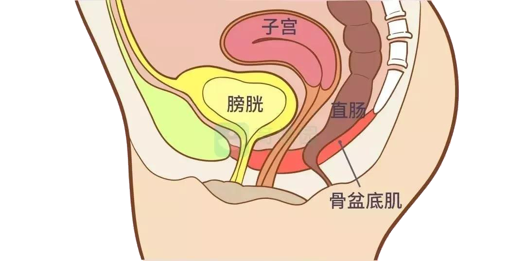 生娃后,你的盆底肌还好吗?