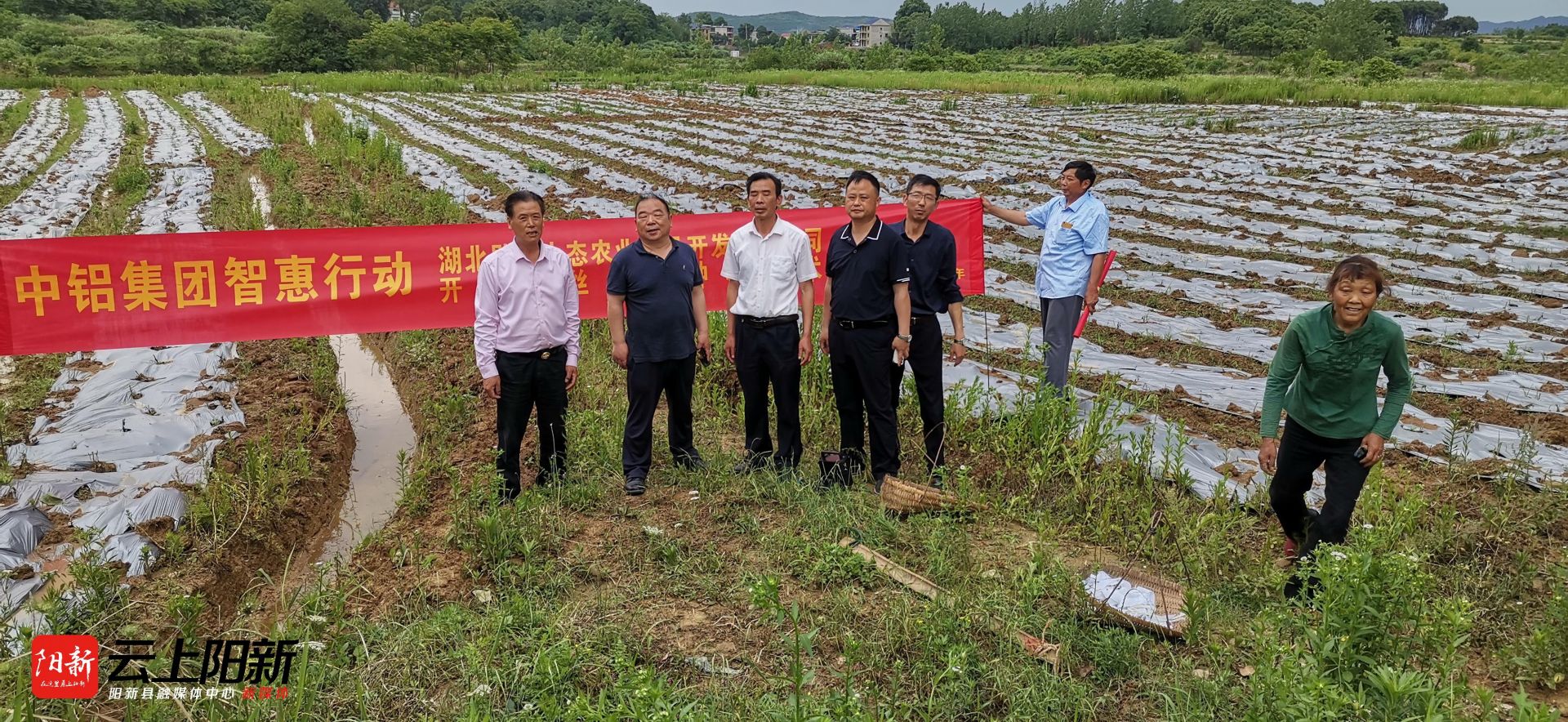 金丝皇菊苗种多少钱一株