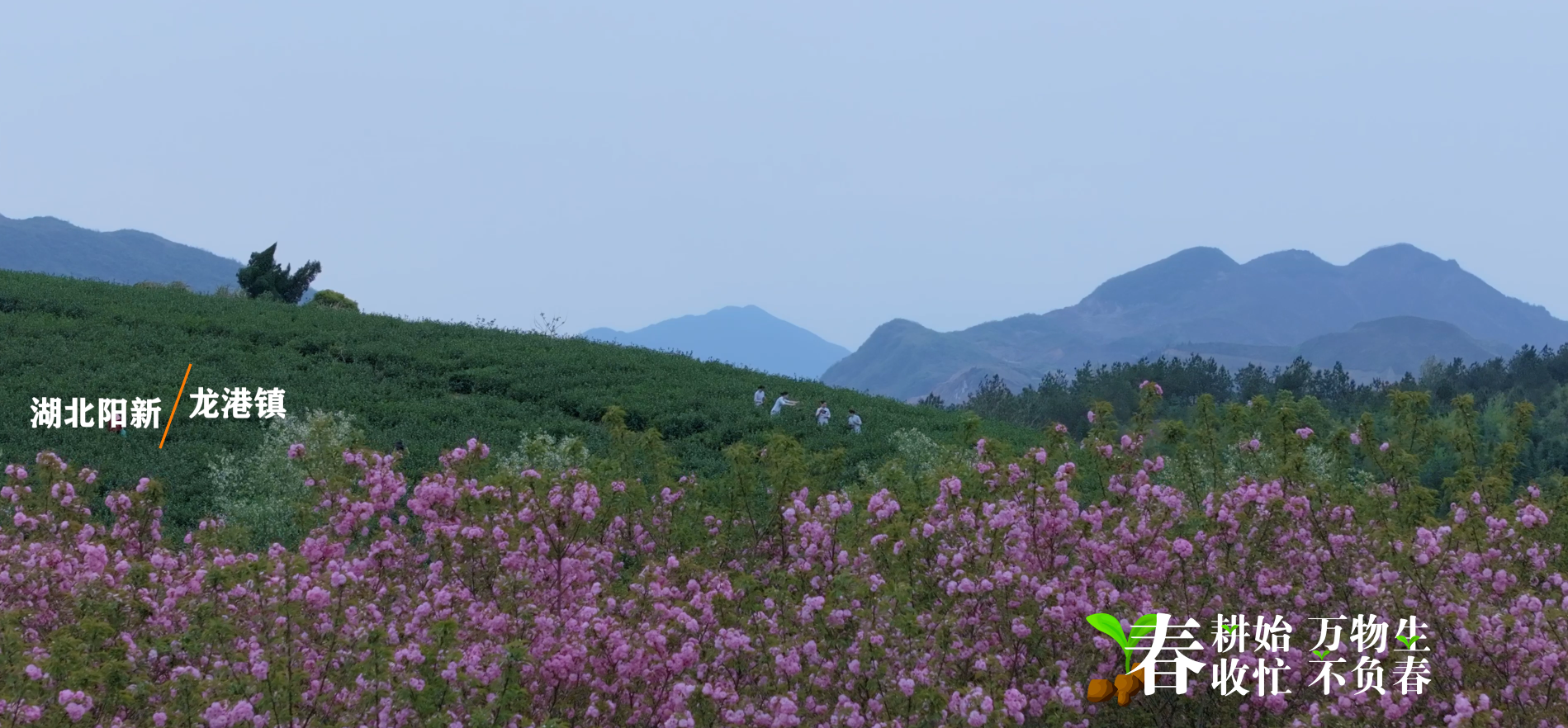 湖北阳新新质生产力农业是春耕也是春收