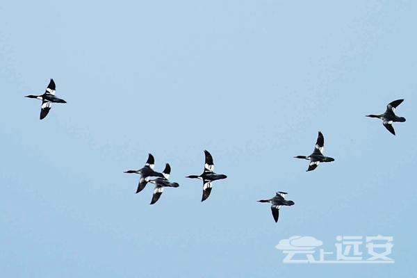 沮河国家湿地公园再现中华秋沙鸭[图]