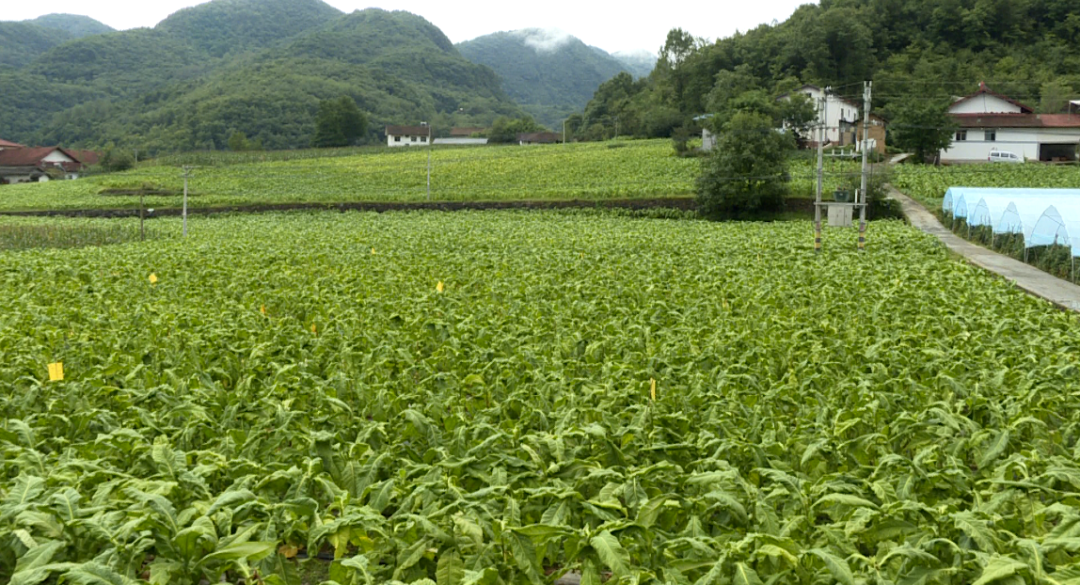 适合穷人没本钱的种植