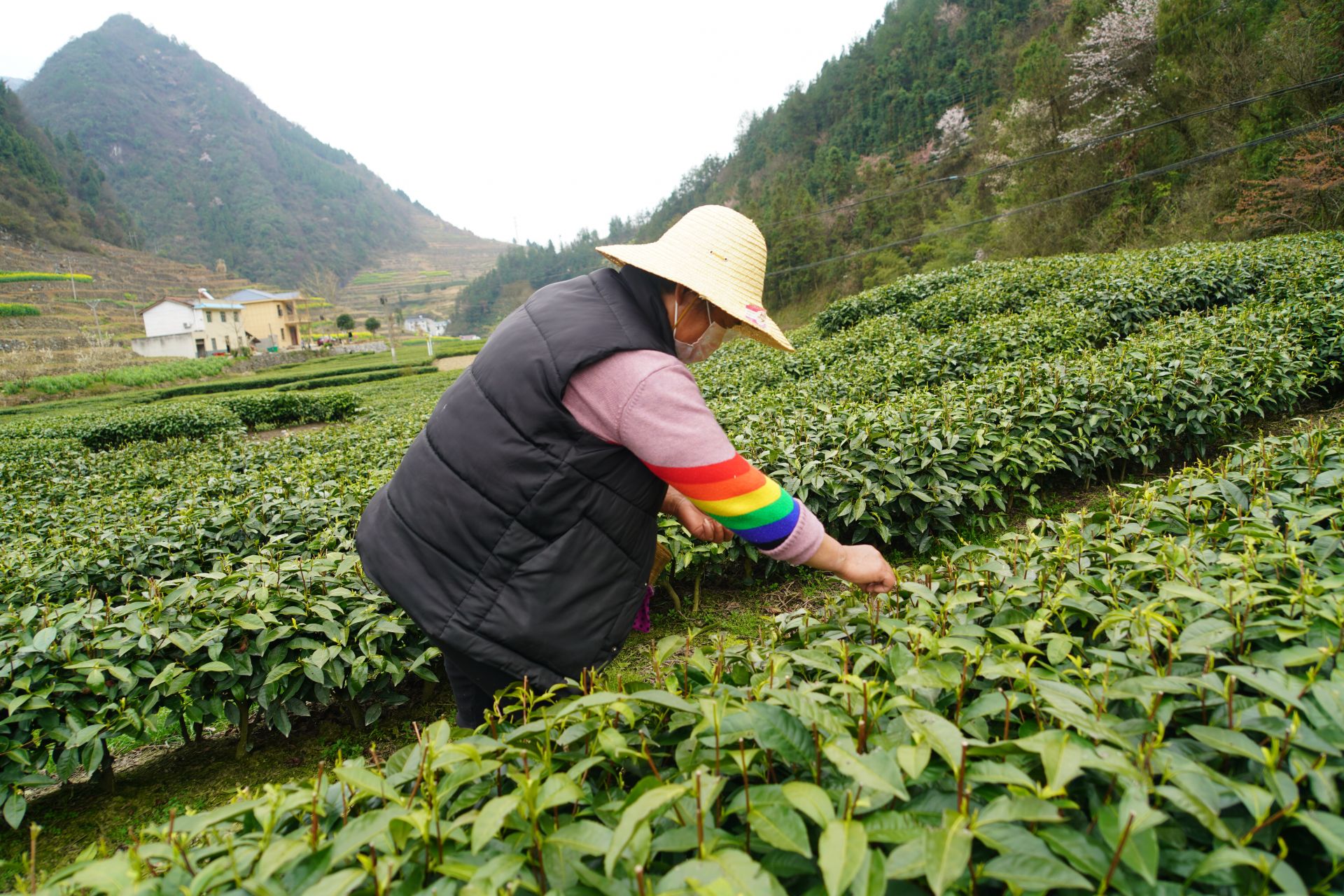 九畹溪丝绵茶图片